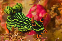 Nudibranch (Nembrotha kubaryana) close up, with colourful stripes, West Papua, Indonesia, April 2007