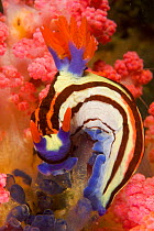 Nudibranch (Nembrotha purpureolineata) feeding on Tunicates (Ascidians) in coral reef system, West Papua, Indonesia, April 2007