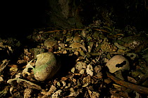 Human skulls and other bones on the floor of a cave in Triton Bay. Note skull with a large hole in it from possible battle wound. Raja Ampat, West Papua, Indonesia, April 2007
