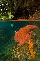 Split level view of a  diver inspects a soft coral growing on a fallen tree trunk, in a passage between Waigeo and Gam Islands. This unique area is protected from waves but experiences high currents w...