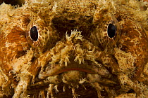 Banded Toadfish (Halophryne diemensis) head portrait, Kri Island vicinity. Raja Ampat Islands, Indonesia, May 2007