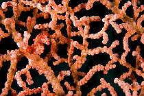 Pygmy Seahorse (Hippocampus bargibanti) in pink colouration, camouflaged within a Sea Fan.  Vicinity of Gam Island, West Papua, Indonesia, May 2007