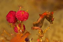 An unnamed species of Pygmy Seahorse (Hippocampus sp.) Vicinity of Gam Island, West Papua, Indonesia, May 2007