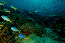Late afternoon reef scene with schools of Fusiliers (Caesionidae) Barracuda (Sphraena) and Snappers settling closer to the reef. Vicinity of Gam Island, West Papua, Indonesia, May 2007