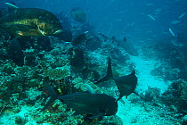 Large Jack fish (Carangoides auroguttatus) and a Napolean wrasse (Labridae) watch a hunting White Tip Reef shark (Triaenodon obesus) with Fusiliers school in the background, on a reef in the Raja Ampa...