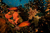 Blue-spotted / Peacock Groupers and other fish,  in reef of soft and hard corals. Vicinity of Gam Island, Raja Ampat Islands, Indonesia. May 2007