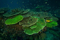 Table top corals (Acropora hyacinthus) and Staghorn corals (Acropora cervicornis) with schools of Damselfish (Pomacentridae) Raja Ampat, Indonesia, May 2007