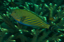 Striped Surgeonfish (Acanthurus lineatus) swimming over hard coral reef, Raja Ampat, Indonesia, May 2007