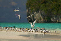 Terns (Sterninae) and a Reef Heron rest on a sand islet near Kri Island in the Raja Ampat Islands, Indonesia, May 2007