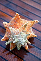 Conch (Strombidae) shell on deck, Grenada, Caribbean.