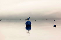 Gull (Larinae) sitting on mooring ball in calm waters on misty day. Robinhood, Maine, USA, July 2010.