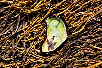 Starfish in half Oyster (Lophia folium) shell lying on bed of seaweed. Pumpkin Island, Maine, USA.