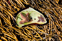 Two starfish in half Oyster (Lophia folium) shell lying on bed of seaweed. Pumpkin Island, Maine, USA.