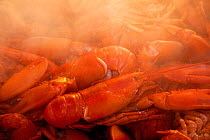 Steam over boiled Lobsters (Homarus americanus). Gilkey Harbour, Islesboro, Maine, USA.