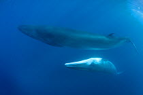 Bryde's whale (Balaenoptera brydei / edeni) mother with calf, off Baja California, Mexico, Eastern Pacific Ocean, November