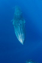 Bryde's whale, (Balaenoptera brydei edeni) head portrait with three ridges clearly visible, Baja California, Mexico, Eastern Pacific Ocean, November