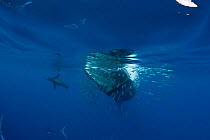 Bryde's whale (Balaenoptera brydei / edeni) swimming past a baitball of Sardines (Clupeidae)California sea lion (Tetreapturus audax) and Striped marlin (Zalophus californianus) in background. Off Baja...