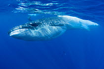 Bryde's whale (Balaenoptera brydei / edeni) with throat pleats expanded after feeding on baitball of Sardines (Clupeidae) Off Baja California, Mexico, Eastern Pacific Ocean, November