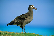 Black-footed albatross, (Phoebastria / Diomedea nigripes) Midway Atoll, northeast Hawaiian Island, Pacific ocean
