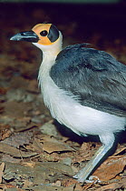 Bare-headed Rockfowl (Picathartes gymnocephalus) from West Africa, Captive, Vulnerable species