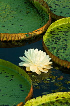 Giant amazon water lily (Victoria regia) flower and lily pads, Pantanal, Mato Grosso, Brazil, October