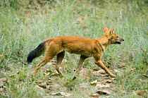 Asian wild dog / Dhole (Cuon alpinus) Kanha National Park, Madhya Pradesh, India, Endangered species, March