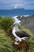 Grey headed albatross (Thalassarche chrysostoma) Bird Island, South Georgia, Vulnerable species, December 2005