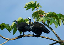 Two Trinidad / Blue throated piping guans (Pipile pipile) perched in tree, Trinidad, Critically endangered species