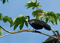 Trinidad / Blue throated piping guans (Pipile pipile) perched in tree, Trinidad, Critically endangered species
