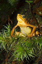Pirre mountain frog (Atelopus glyphus) Pirre Mountain, Darien NP, Panama, Critically Endangered, January 2007