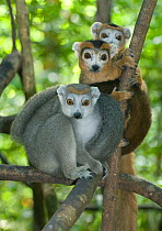 Crowned lemurs (Eulemur coronatus) family group, Ankarana NP, Madagascar, Vulnerable species