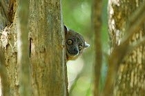 Red-tailed sportive lemur (Lepilemur ruficaudatus) peering out from behind tree, Zombitse NP, Madagascar