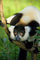 Black and white ruffed lemur (Varecia variegata) Madagascar, Captive, Critically endangered species