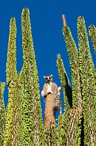 Ring-tailed lemur (Lemur catta) sunning itself on Didieraceae plants, Berenty Reserve, Madagascar