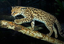 Oncilla / Tiger Cat (Leopardus tigrinus) Costa Rica, Captive, Vulnerable species