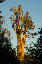 Alerce tree / Patagonian cypress (Fitzroya cupressoides) Alerce Andino NP, Chile, Endangered, March 2008