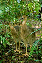 Southern / Australian / Double-wattled cassowary (Casuarius casuarius) two 8-month chicks in rainforest habitat, Atherton Tablelands, Queensland, Australia, Wild, Vulnerable species