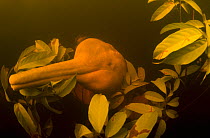 Amazon river dolphins / Boto (Inia geoffrensis) underwater in Flooded Forest, Rio Negro, Amazonia, Brazil, July