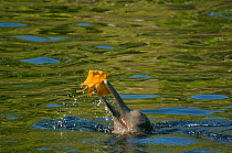 Amazon river dolphin / Boto (Inia geoffrensis) playing with floating leaf, Rio Negro, Amazonia, Brazil, July