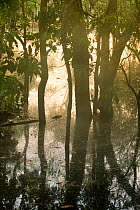 Flooded Forest, Rio Negro, Amazonia, Brazil, July 2008