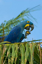 Hyacinth macaw (Anodorhynchus hyacinthinus) feeding in palm tree, Pantanal, Mato Grosso, Brazil, wild, Endangered species