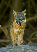 Island fox (Urocyon littoralis) wild, Santa Cruz Island, Channel Islands National Park, California, USA, Critically endangered species, March