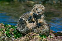 Marine otters (Lontra felina) fighting as prelude to mating, wild, Chiloe Island, Chile, Endangered species, March