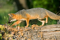 Island fox (Urocyon littoralis) wild, Santa Cruz Island, Channel Islands NP, California, USA, Critically endangered, March