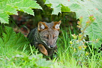 Darwin's fox (Pseudalopex fulvipes) wild, Chiloe Island, Chile, Critically endangered species, November