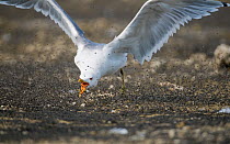 California gull (Larus californicus) catching Alkali flies (Ephydra hians) in the air, Mono Lake, Eastern California, USA, August