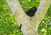 Guatamalan / Yucatan black howler monkey (Alouatta pigra) resting in tree fork during heat of the day, Calakmul Biosphere Reserve, Yucatan, Mexico, Endangered species