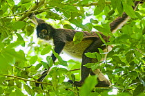 Yucatan Spider Monkey (Ateles geoffroyi yucatanensis) in tree canopy, Calakmul Biosphere Reserve, Mexico, Endangered species
