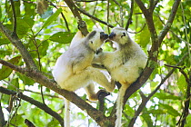 Silky sifaka (Propithecus candidus) pair in tree,  Marojejy National Park, Madagascar, Endangered species