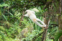 Silky sifaka (Propithecus candidus) leaping through tree canopy, Marojejy National Park, Madagascar, Endangered species